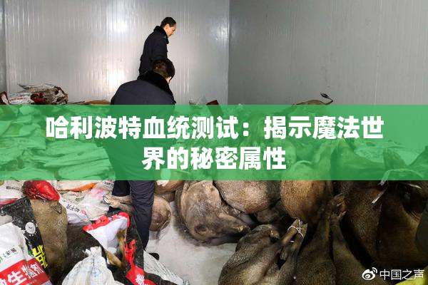 哈利波特血统测试：揭示魔法世界的秘密属性