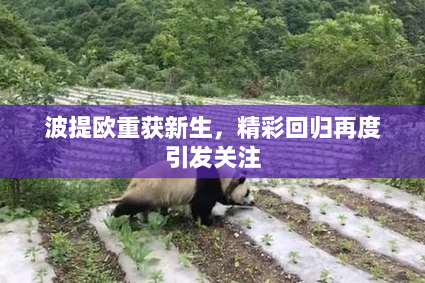 波提欧重获新生，精彩回归再度引发关注