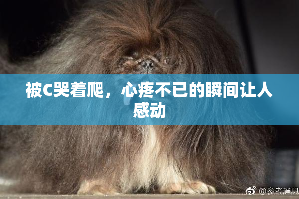 被C哭着爬，心疼不已的瞬间让人感动