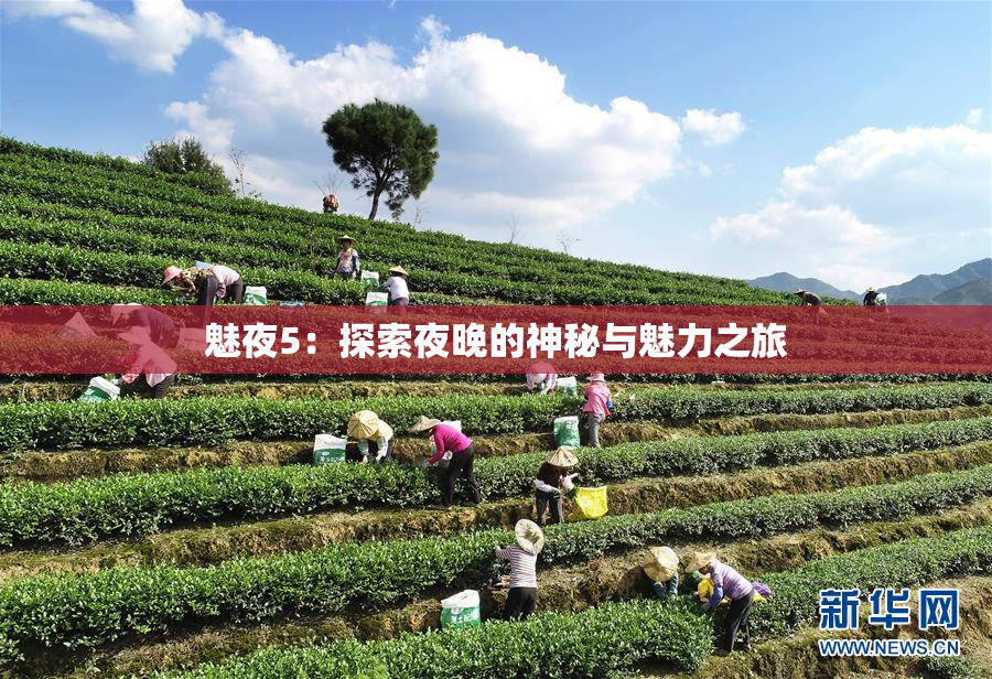 魅夜5：探索夜晚的神秘与魅力之旅