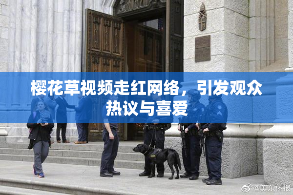 樱花草视频走红网络，引发观众热议与喜爱