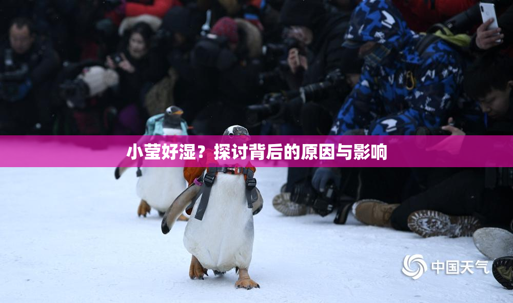小莹好湿？探讨背后的原因与影响