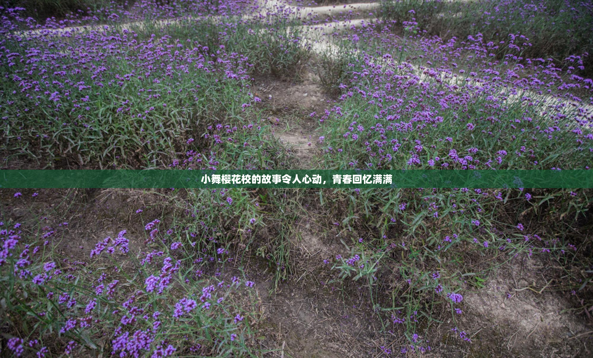 小舞樱花校的故事令人心动，青春回忆满满