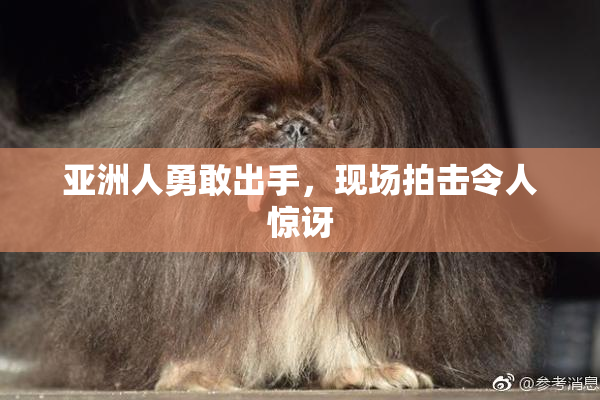 亚洲人勇敢出手，现场拍击令人惊讶