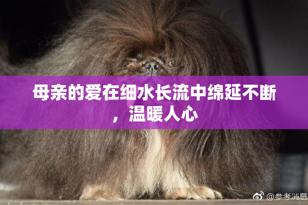 母亲的爱在细水长流中绵延不断，温暖人心