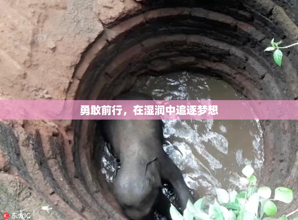 勇敢前行，在湿润中追逐梦想
