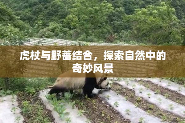 虎杖与野蔷结合，探索自然中的奇妙风景