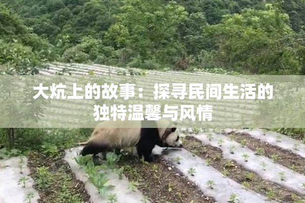 大炕上的故事：探寻民间生活的独特温馨与风情