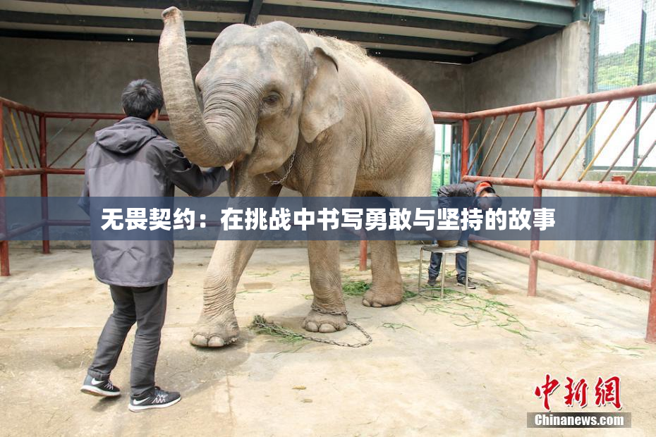 无畏契约：在挑战中书写勇敢与坚持的故事