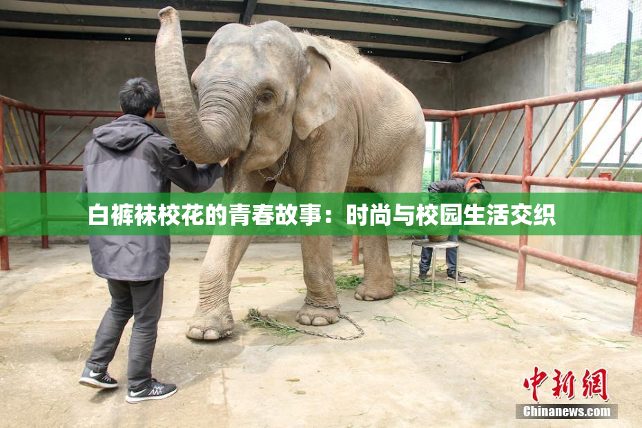 白裤袜校花的青春故事：时尚与校园生活交织