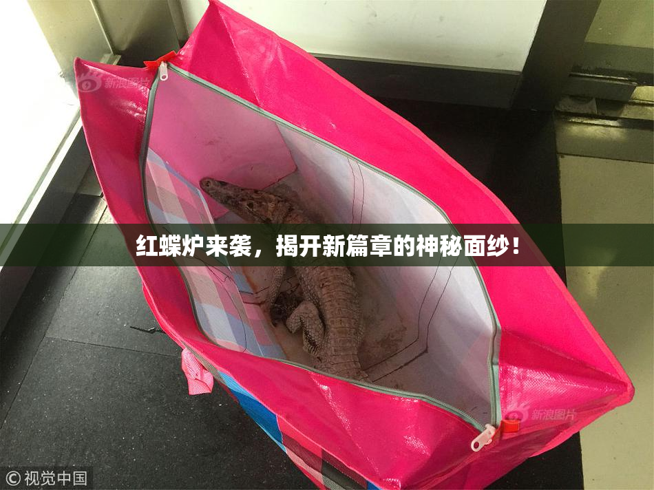 红蝶炉来袭，揭开新篇章的神秘面纱！