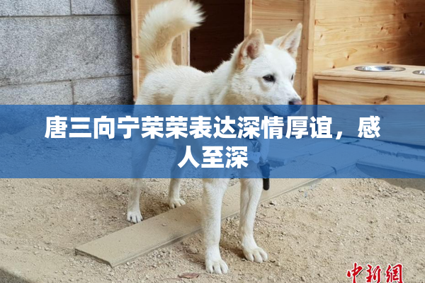 唐三向宁荣荣表达深情厚谊，感人至深