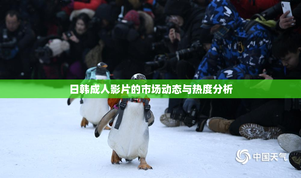 日韩成人影片的市场动态与热度分析