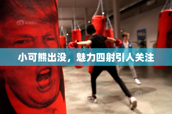小可熊出没，魅力四射引人关注