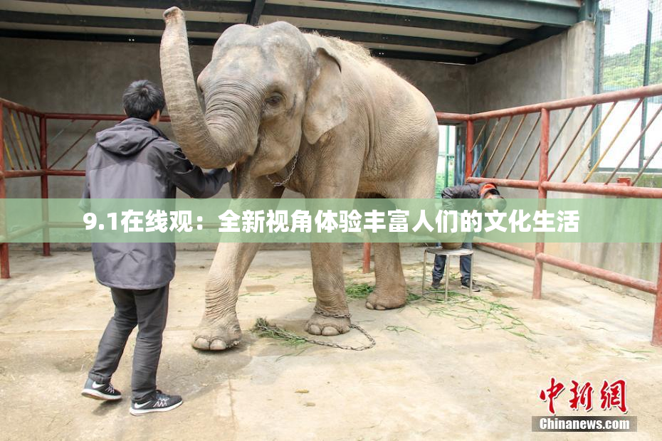 9.1在线观：全新视角体验丰富人们的文化生活