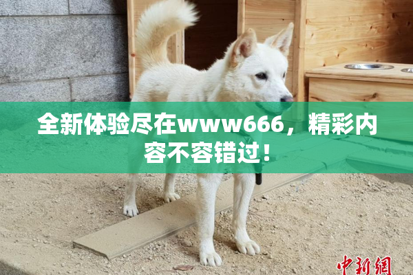 全新体验尽在www666，精彩内容不容错过！