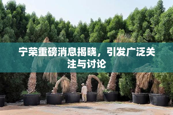 宁荣重磅消息揭晓，引发广泛关注与讨论