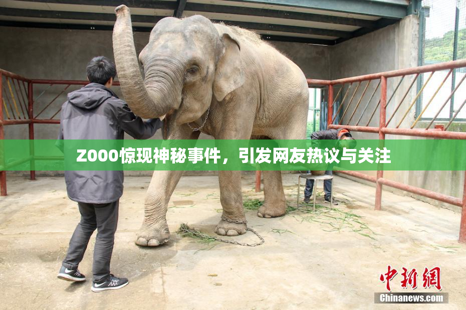 Z000惊现神秘事件，引发网友热议与关注