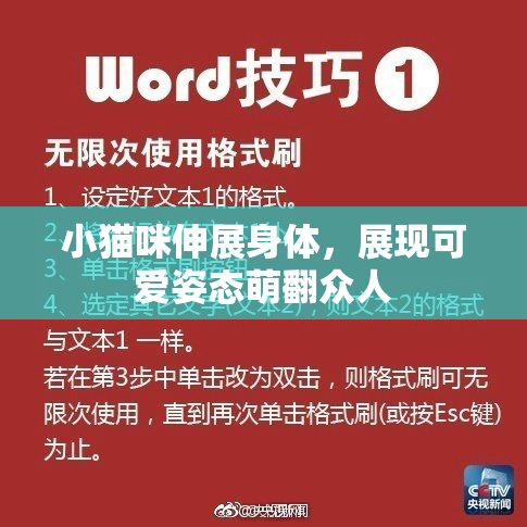 小猫咪伸展身体，展现可爱姿态萌翻众人
