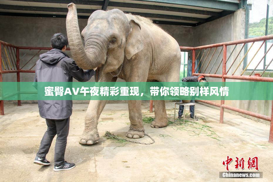 蜜臀AV午夜精彩重现，带你领略别样风情