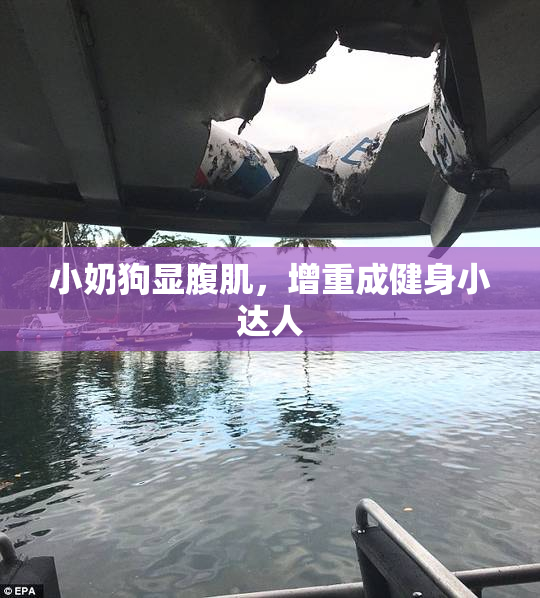小奶狗显腹肌，增重成健身小达人