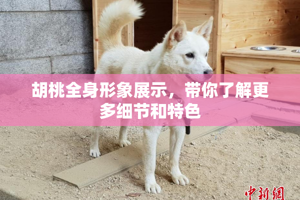胡桃全身形象展示，带你了解更多细节和特色