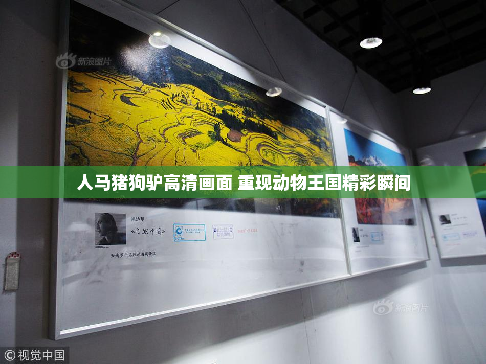 人马猪狗驴高清画面 重现动物王国精彩瞬间