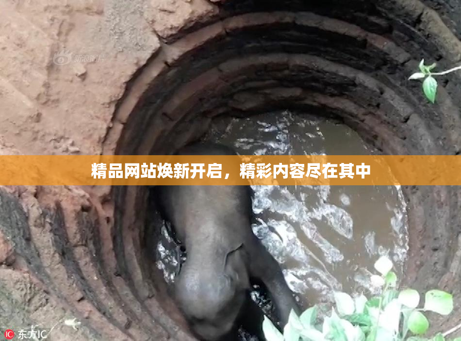 精品网站焕新开启，精彩内容尽在其中