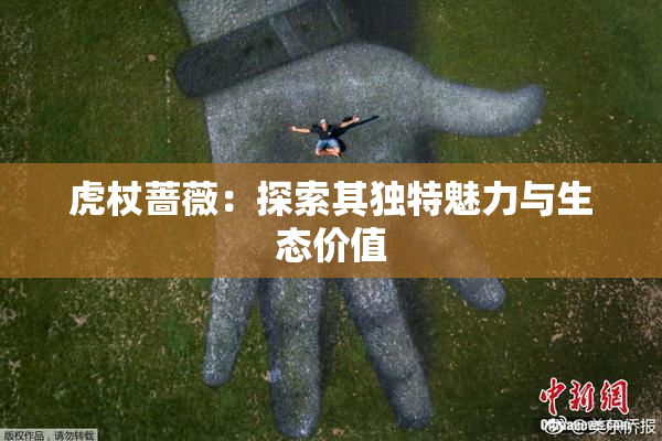 虎杖蔷薇：探索其独特魅力与生态价值