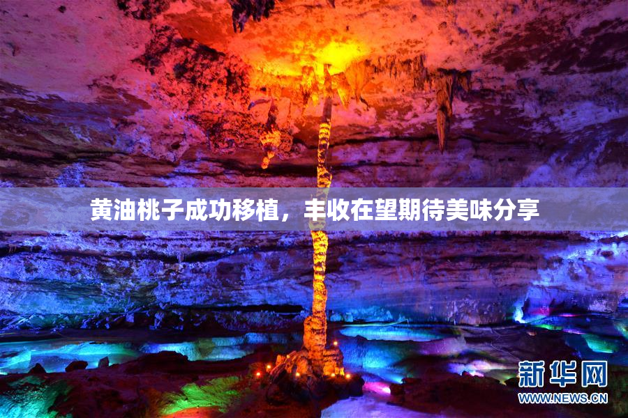 黄油桃子成功移植，丰收在望期待美味分享