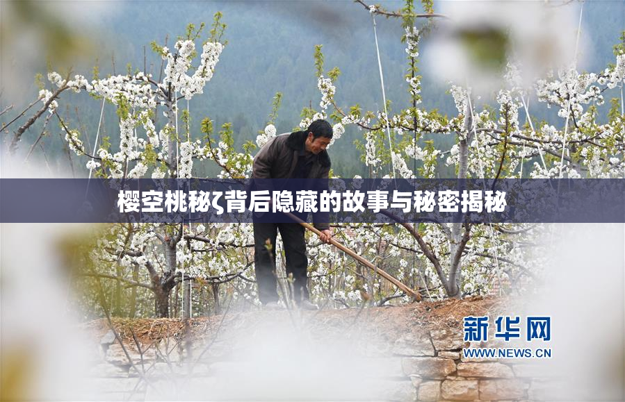 樱空桃秘ζ背后隐藏的故事与秘密揭秘