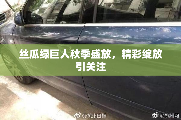 丝瓜绿巨人秋季盛放，精彩绽放引关注