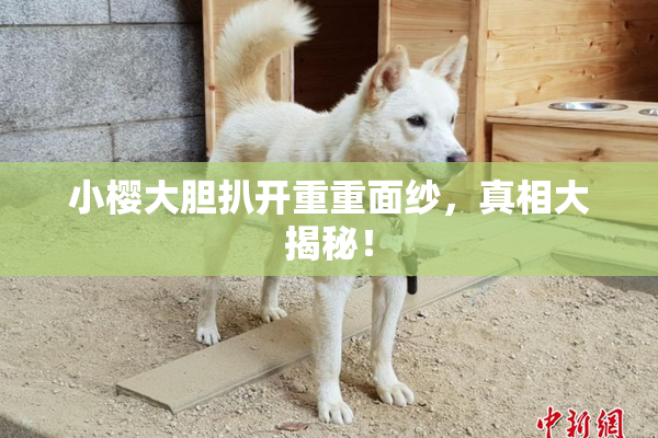 小樱大胆扒开重重面纱，真相大揭秘！