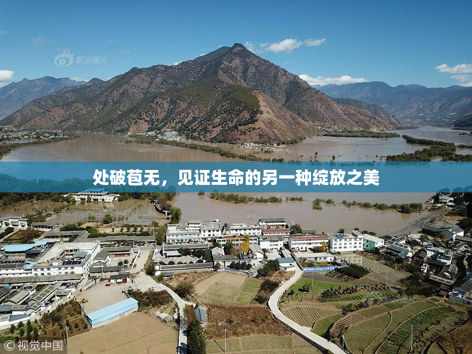 处破苞无，见证生命的另一种绽放之美