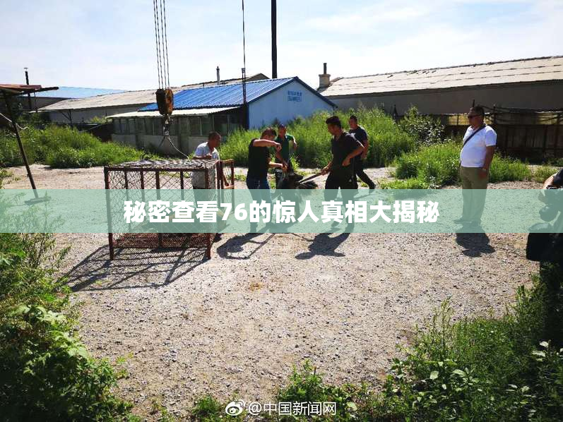 秘密查看76的惊人真相大揭秘