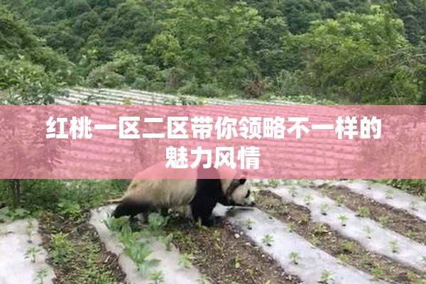 红桃一区二区带你领略不一样的魅力风情