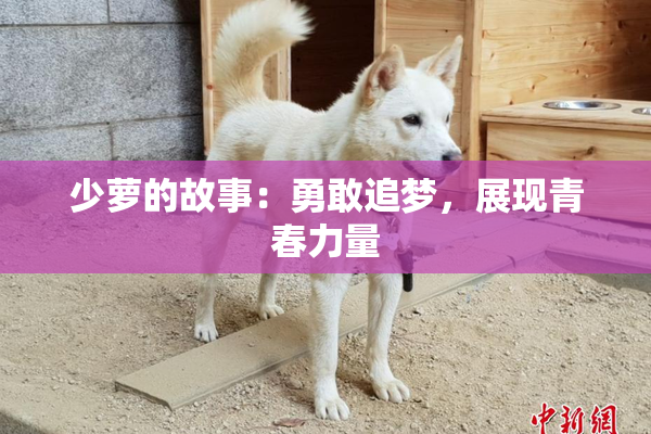 少萝的故事：勇敢追梦，展现青春力量