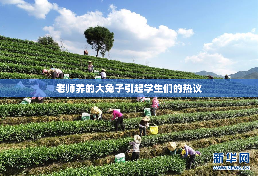 老师养的大兔子引起学生们的热议