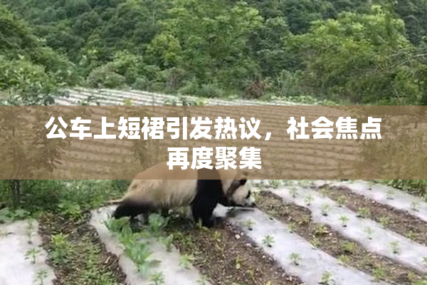 公车上短裙引发热议，社会焦点再度聚集