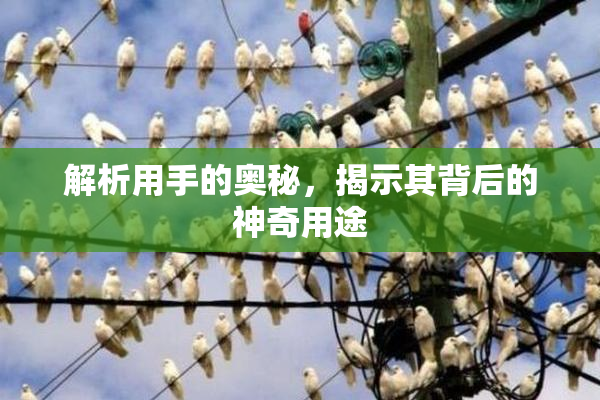 解析用手的奥秘，揭示其背后的神奇用途