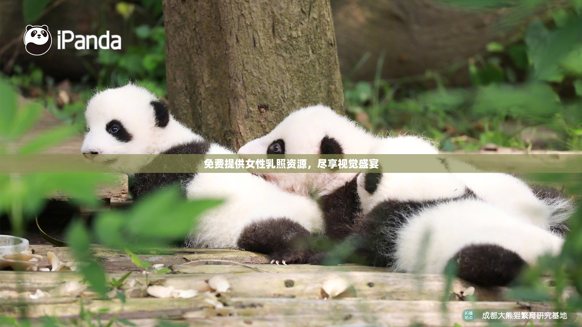 免费提供女性乳照资源，尽享视觉盛宴