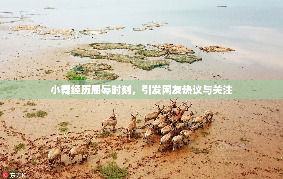 小舞经历屈辱时刻，引发网友热议与关注