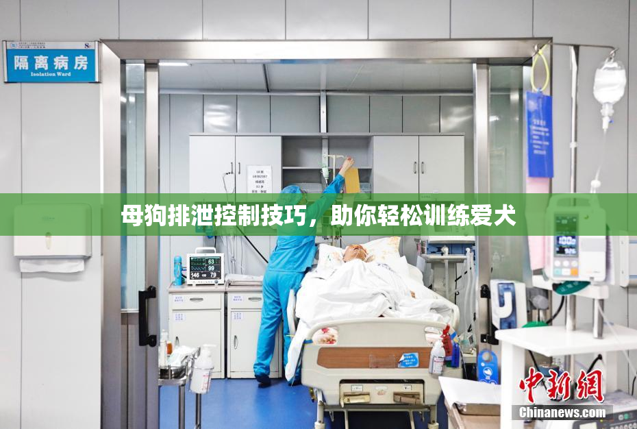 母狗排泄控制技巧，助你轻松训练爱犬
