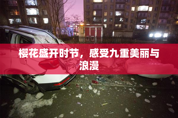樱花盛开时节，感受九重美丽与浪漫