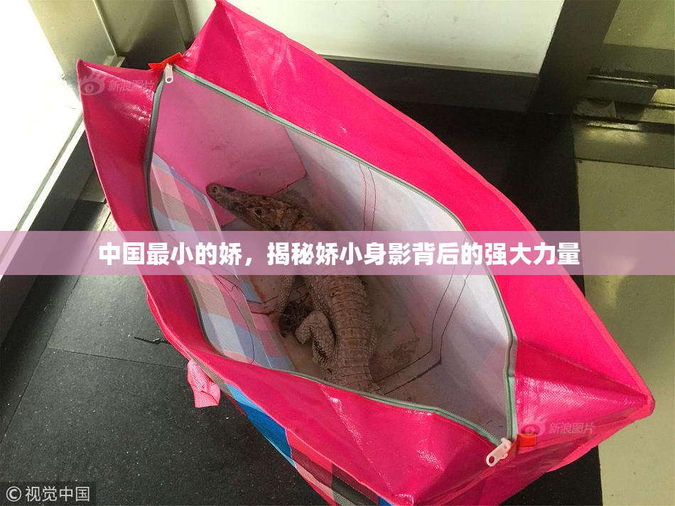 中国最小的娇，揭秘娇小身影背后的强大力量