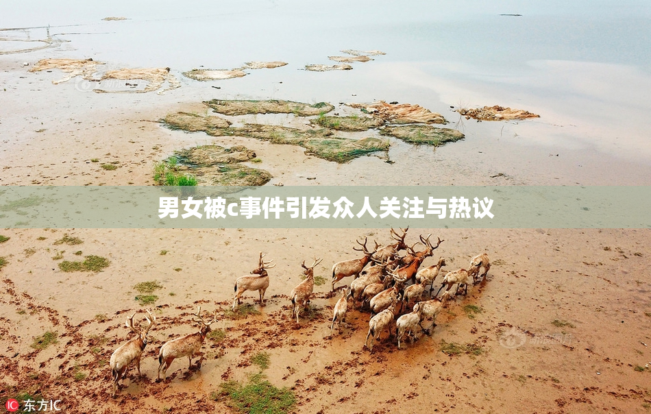 男女被c事件引发众人关注与热议