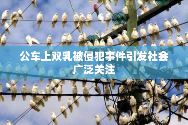 公车上双乳被侵犯事件引发社会广泛关注