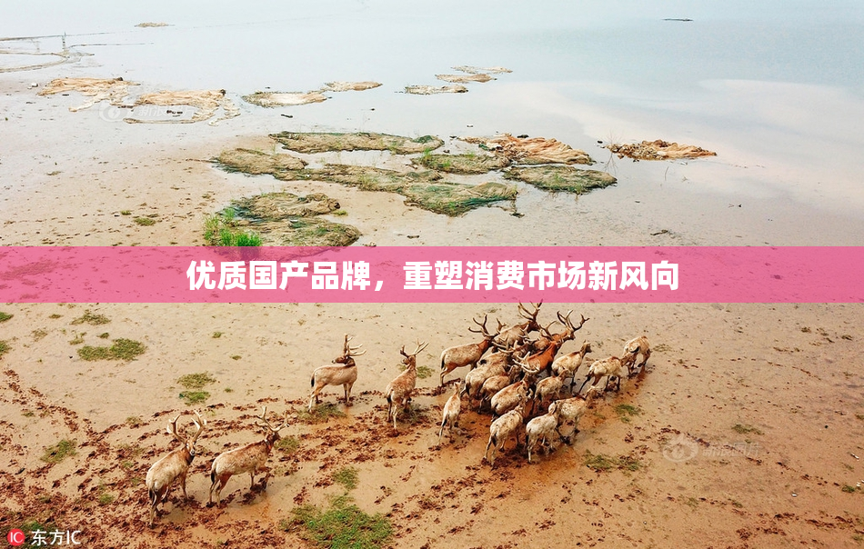 优质国产品牌，重塑消费市场新风向