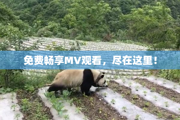 免费畅享MV观看，尽在这里！