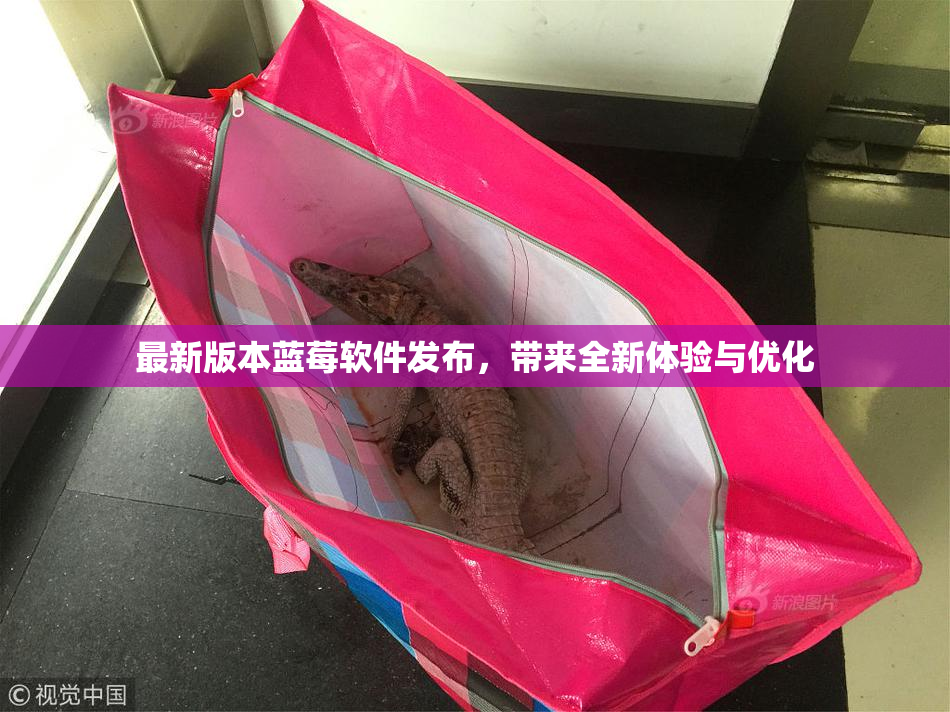 最新版本蓝莓软件发布，带来全新体验与优化